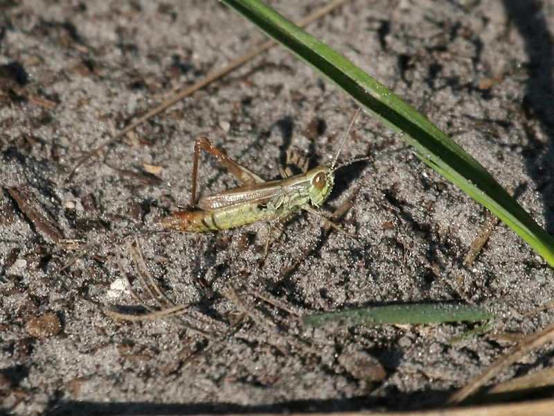 Criquet des bromes Criquet des bromes