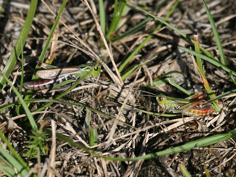 Sténobothre de la Palène Sténobothre de la Palène