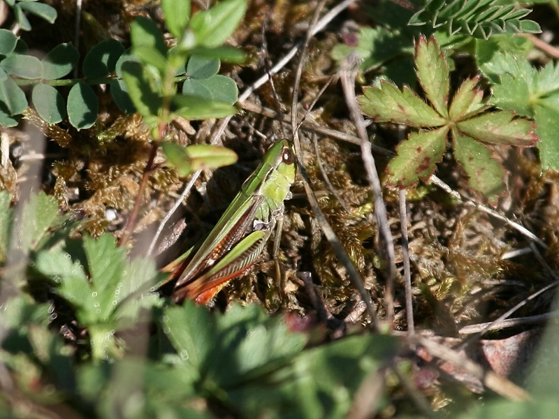 Sténobothre de la Palène Sténobothre de la Palène
