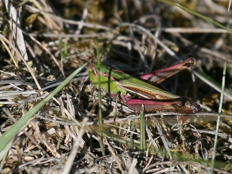 Sténobothre de la Palène Sténobothre de la Palène