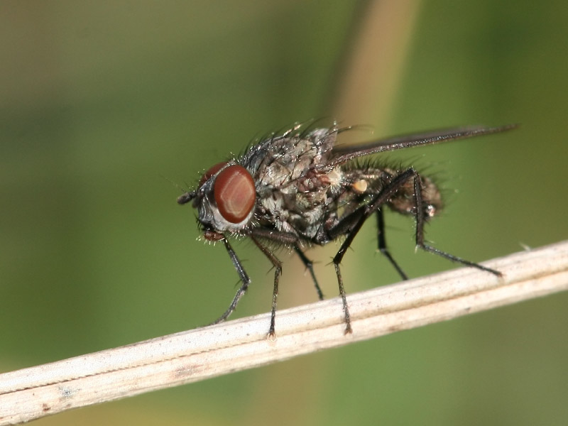 Paregle radicum