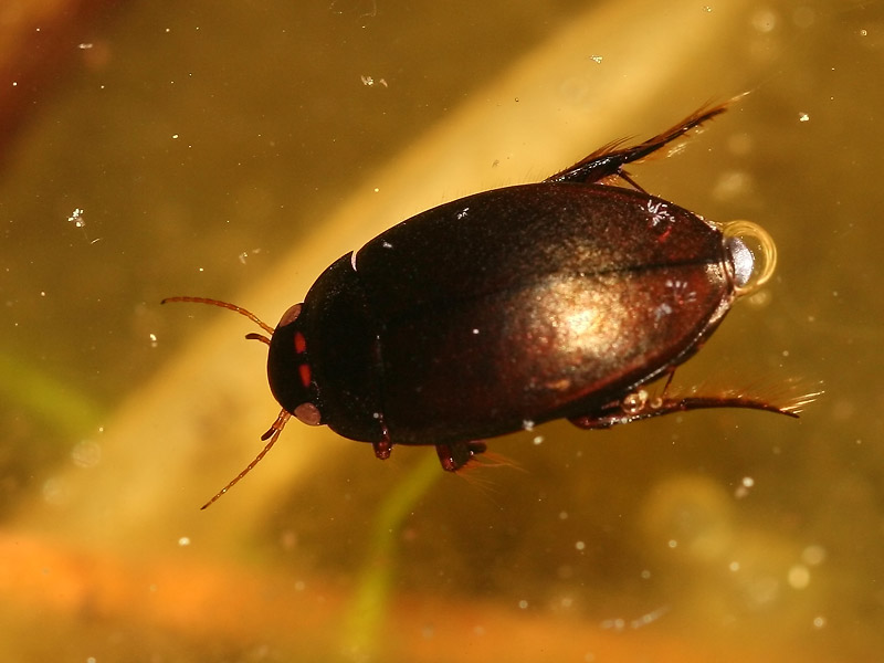 Agabus bipustulatus