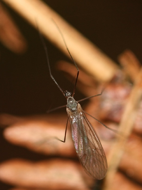 Trichocera sp.