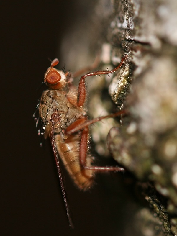 Scathophaga furcata