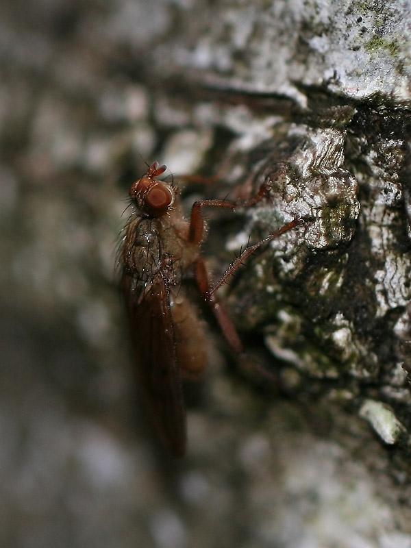 Scathophaga furcata
