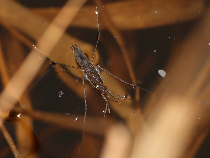 Gerris sp.