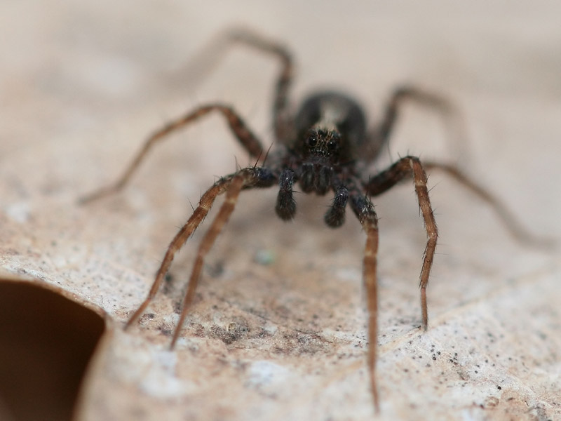 Pardosa sp. Pardosa sp.