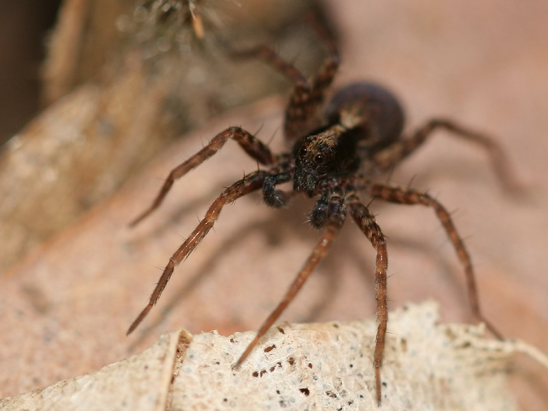 Pardosa sp. Pardosa sp.