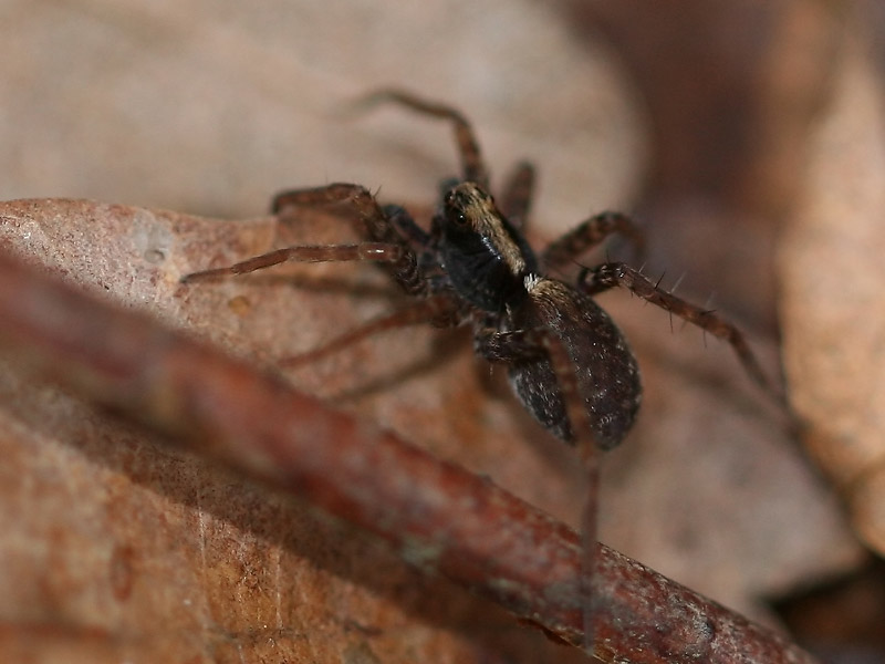 Pardosa sp. Pardosa sp.