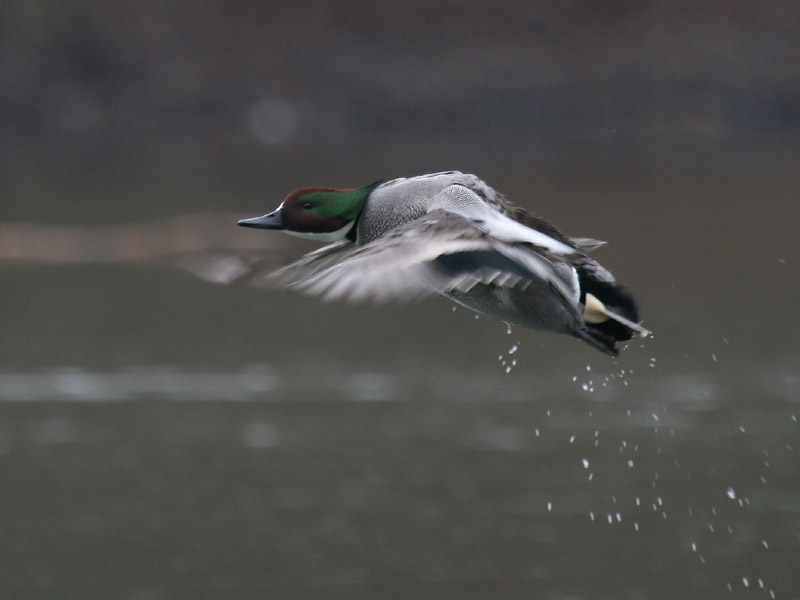 Canard  faucilles