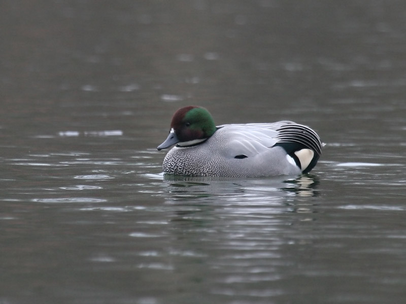 Canard  faucilles