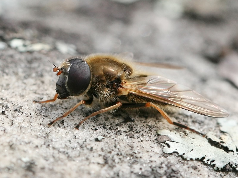 Cheilosia albipila