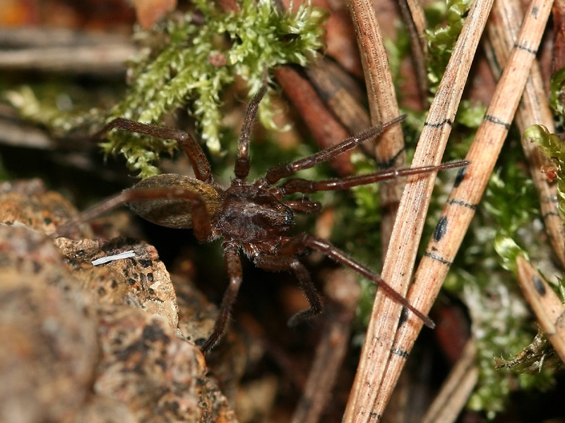 Agroeca sp.