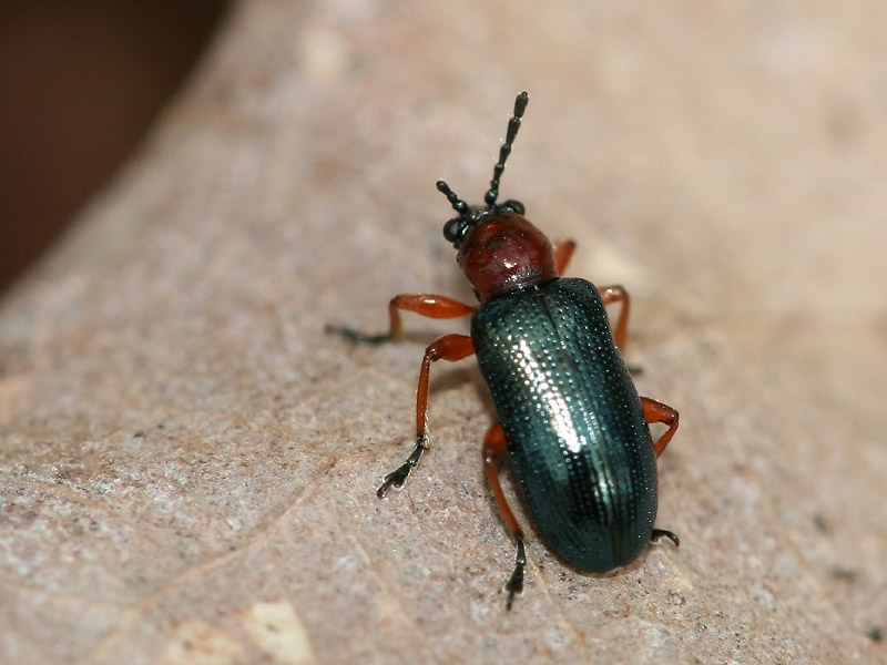 Oulema sp.