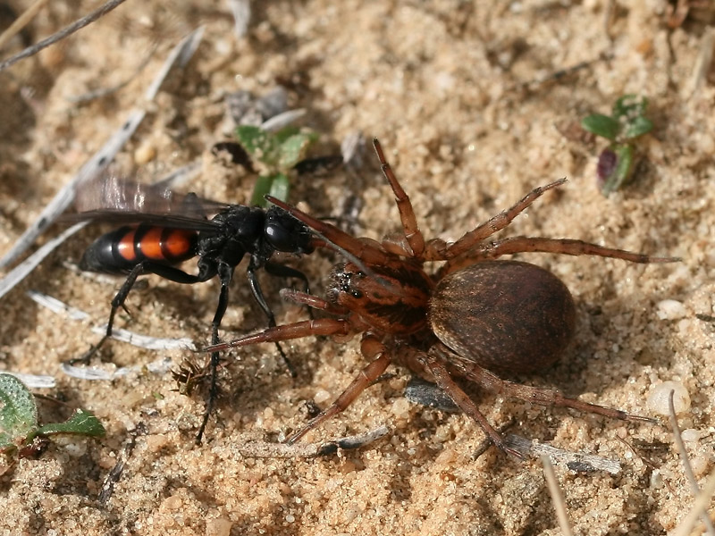 Anoplius viaticus Anoplius viaticus