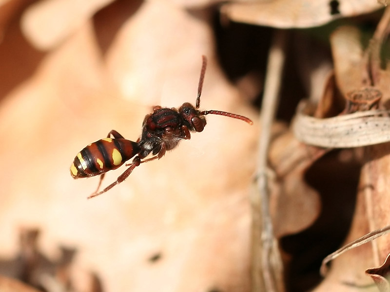 Nomada sp.