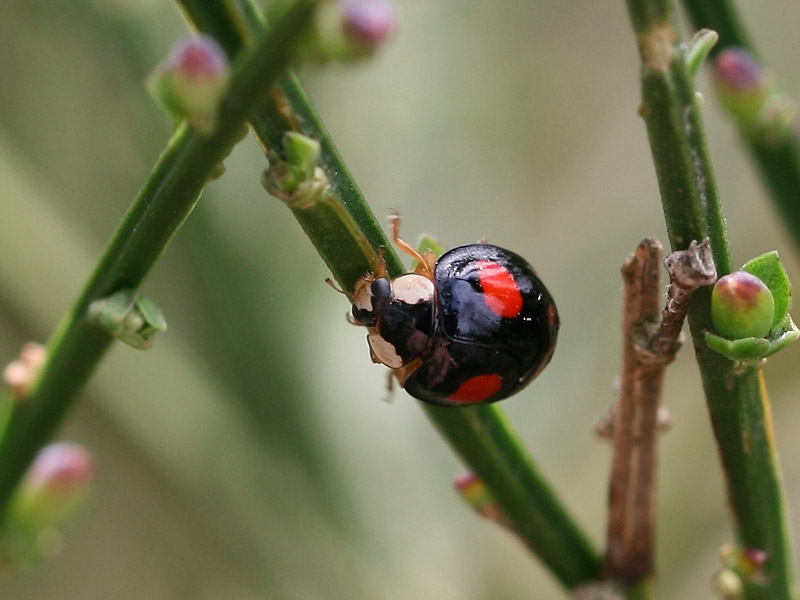 Coccinelle asiatique Coccinelle asiatique