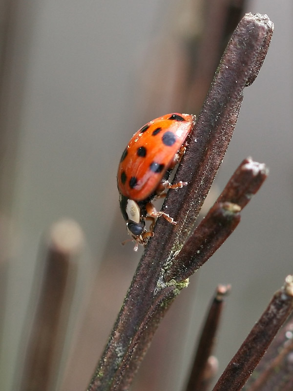Coccinelle asiatique Coccinelle asiatique