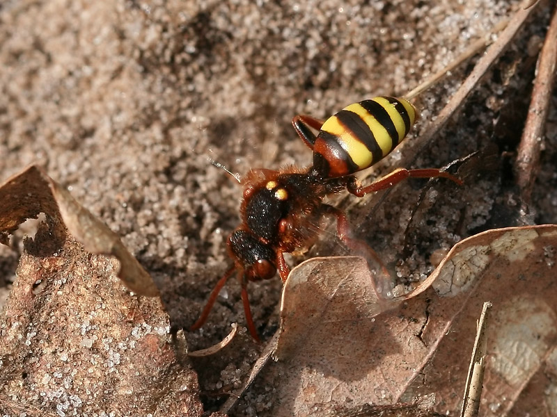 Nomada lathburiana Nomada lathburiana