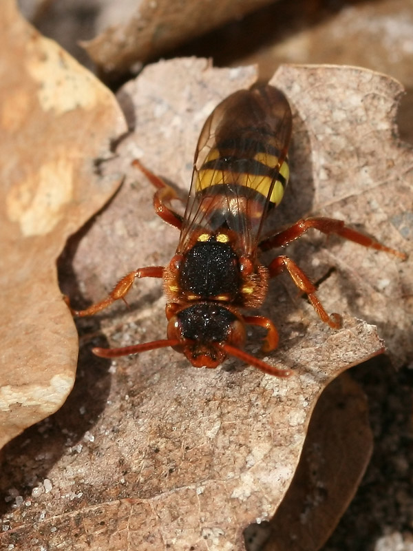 Nomada lathburiana Nomada lathburiana