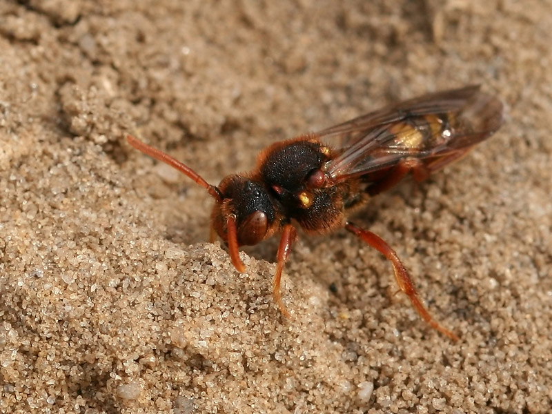 Nomada lathburiana Nomada lathburiana