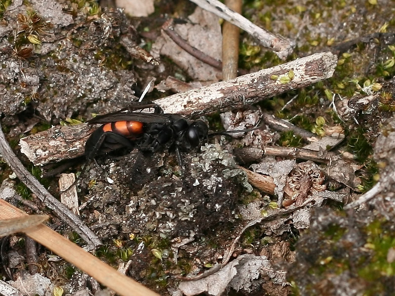 Anoplius viaticus Anoplius viaticus