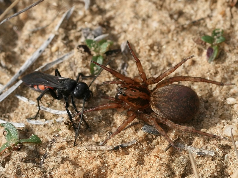Anoplius viaticus Anoplius viaticus