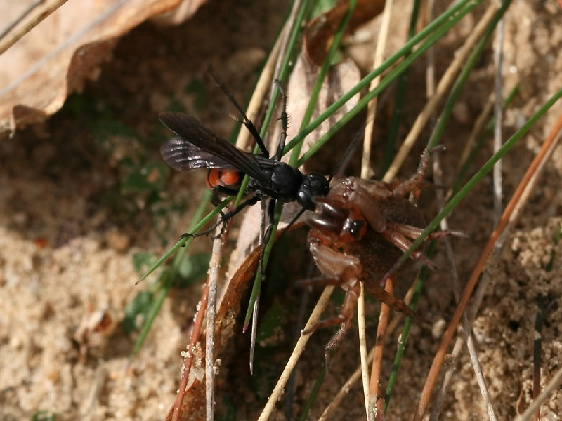 Anoplius viaticus Anoplius viaticus