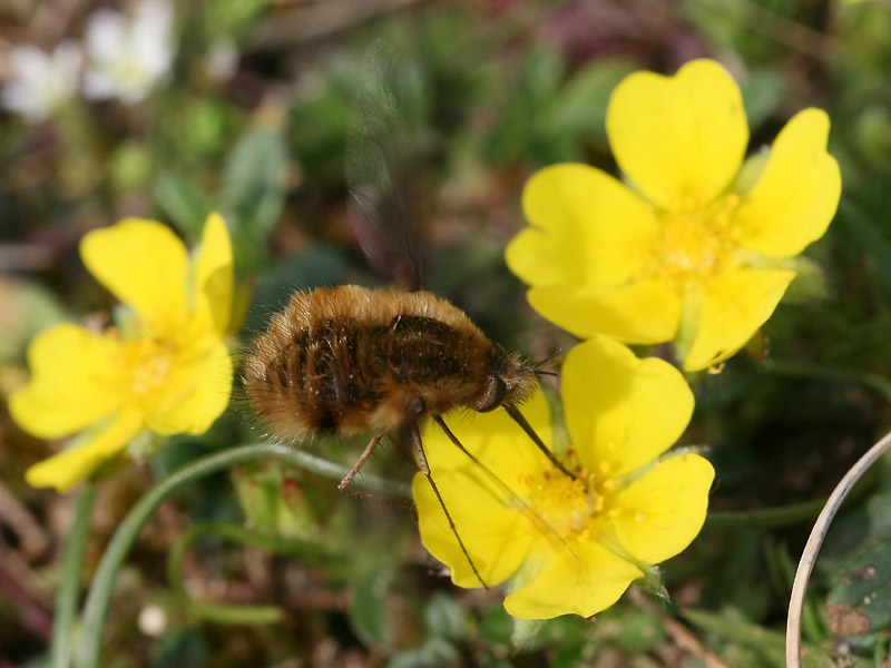 Grand Bombyle