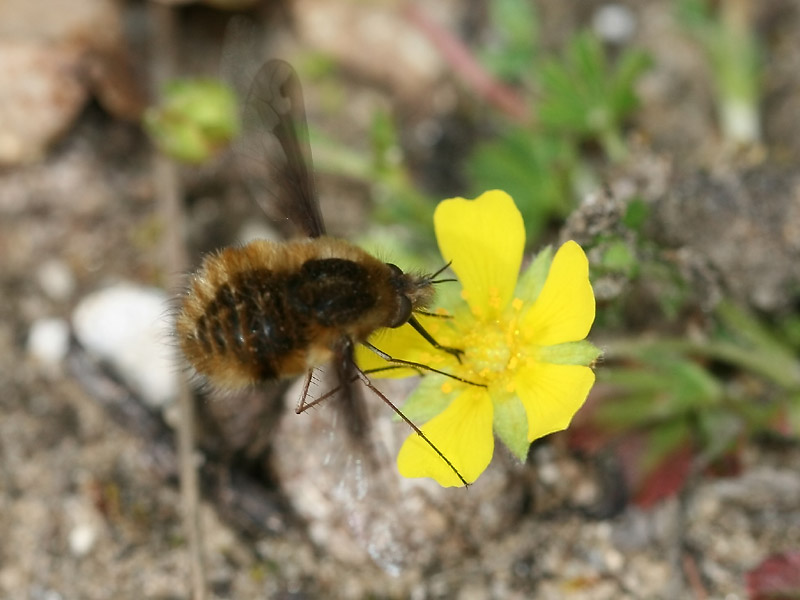 Grand Bombyle