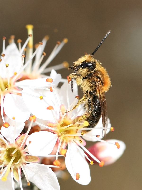 Andrena haemorrhoa Andrena haemorrhoa