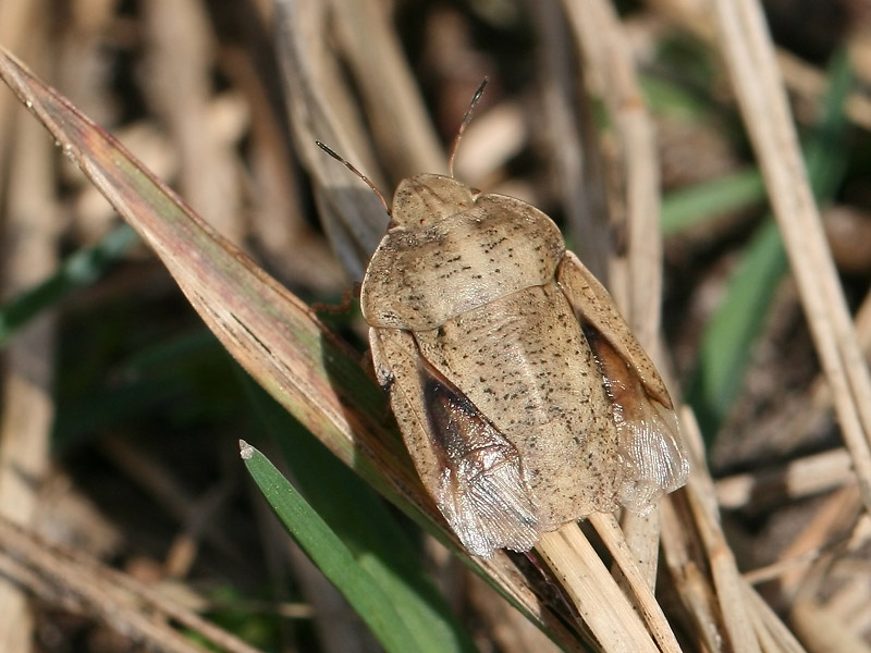 Eurygaster austrica Eurygaster austrica