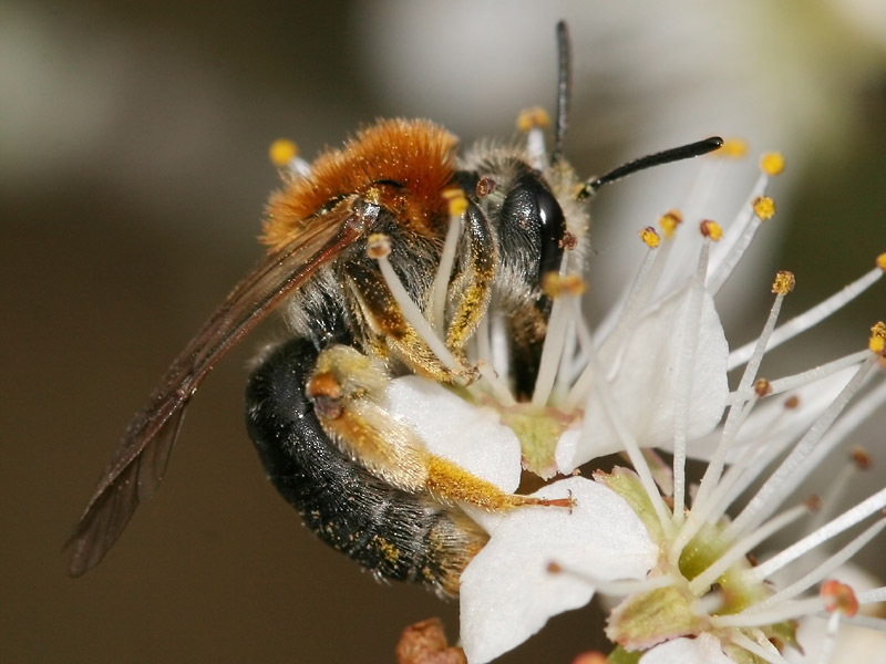 Andrena haemorrhoa Andrena haemorrhoa