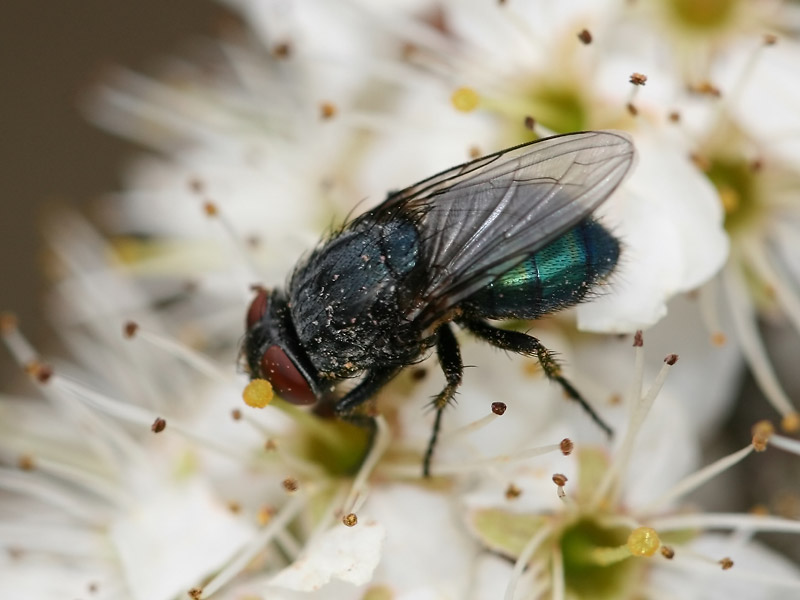 Protocalliphora azurea