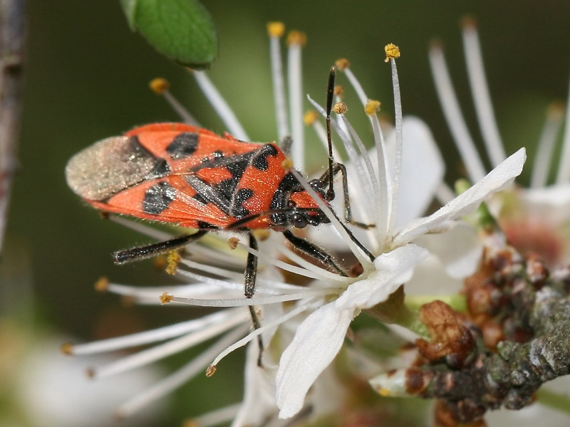 Corizus hyoscyami