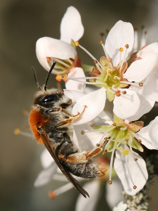 Andrena haemorrhoa Andrena haemorrhoa