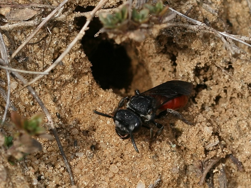 Sphecodes sp.