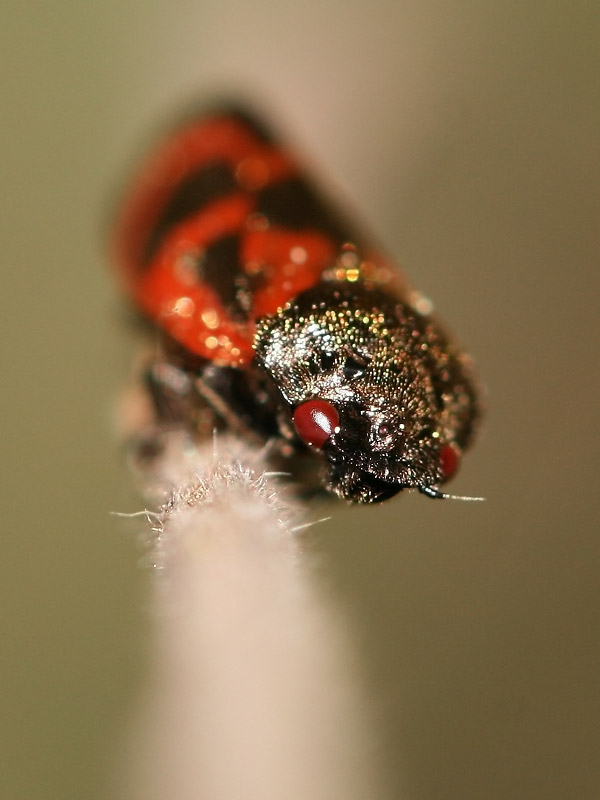 Haematoloma dorsata