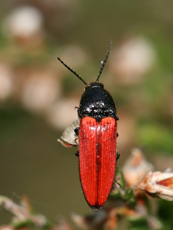 Ampedus sp.