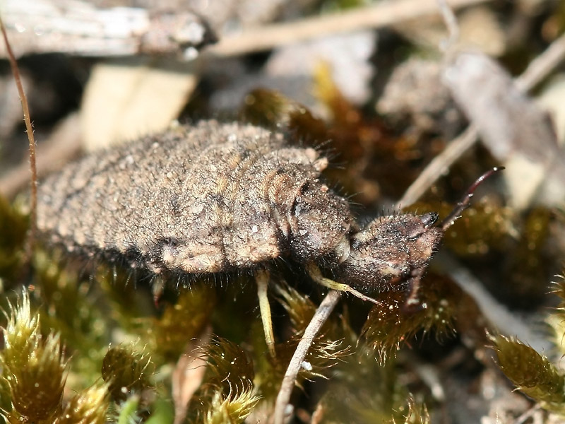 Fourmilion longicorne