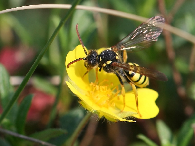 Nomada sp.