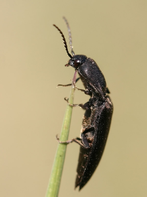 Ectinus aterrimus