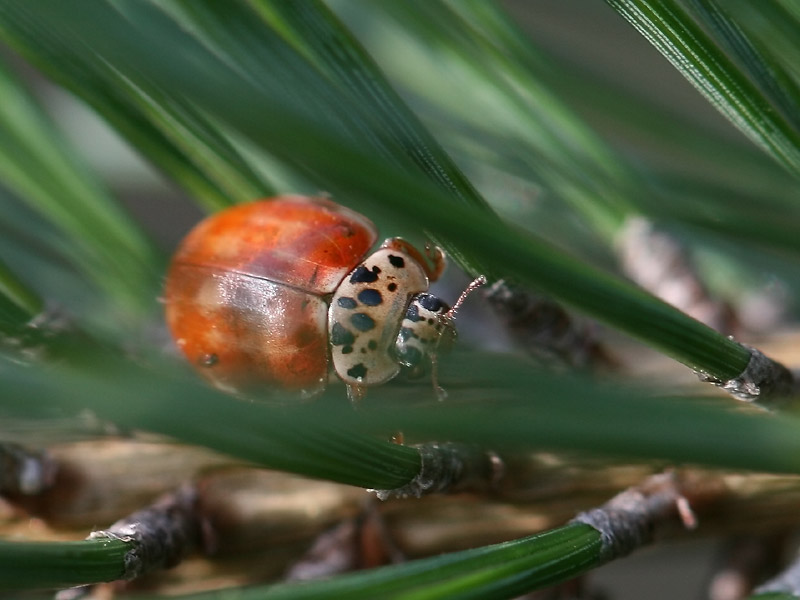 Coccinelle asiatique Coccinelle asiatique