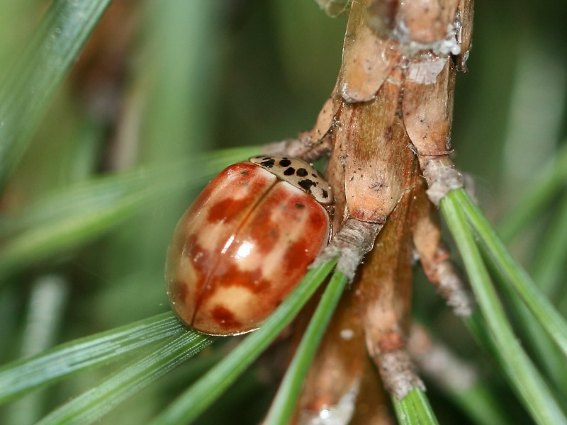 Coccinelle asiatique Coccinelle asiatique