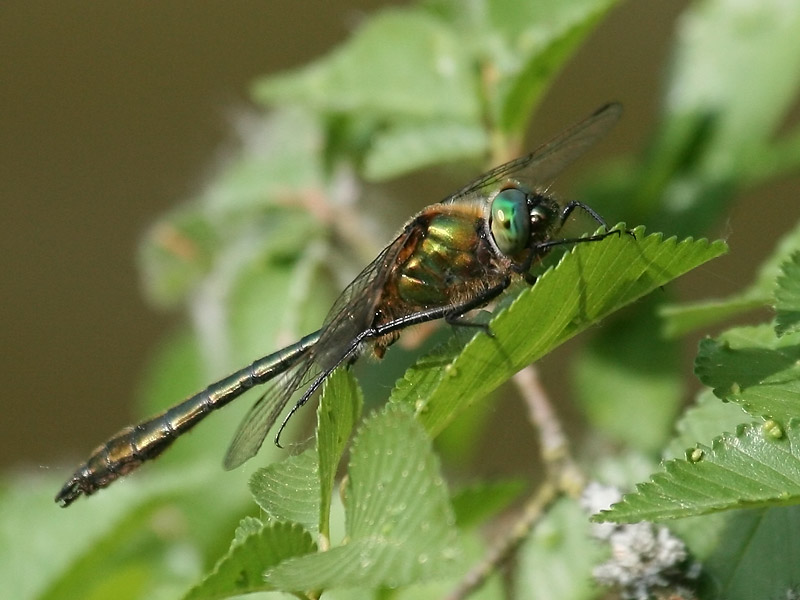 Cordulie bronzée Cordulie bronzée