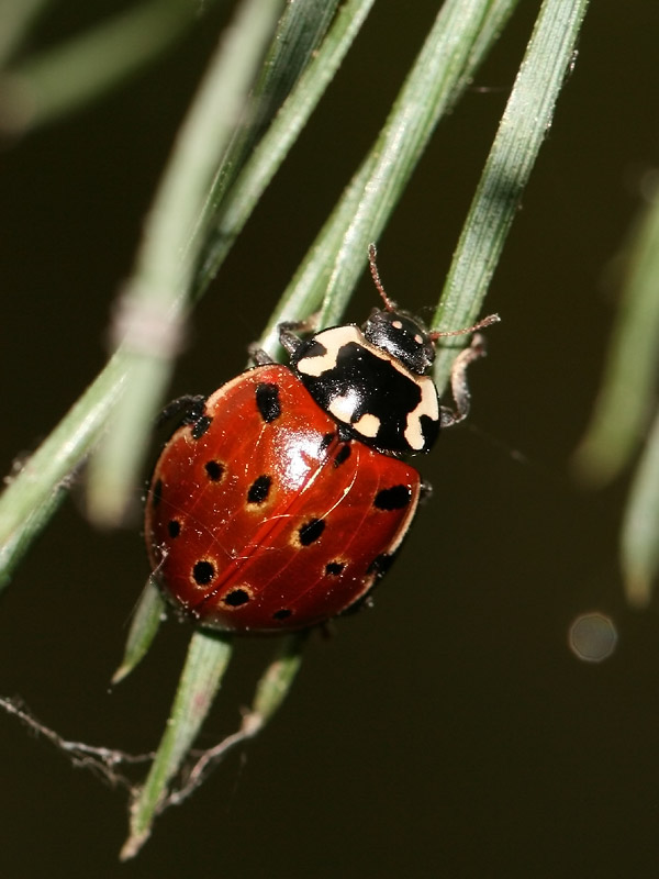 Coccinelle ocele
