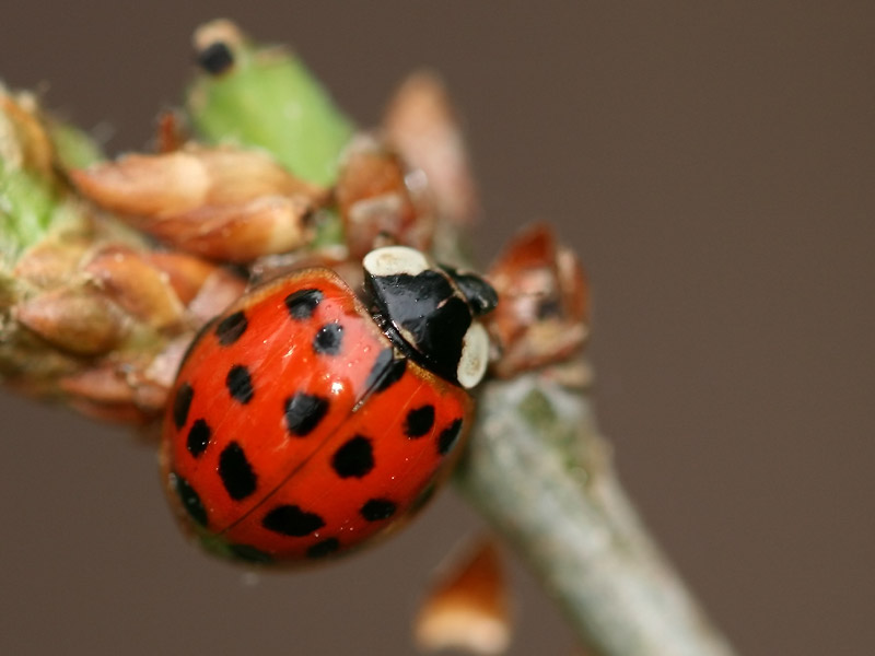 Coccinelle asiatique Coccinelle asiatique