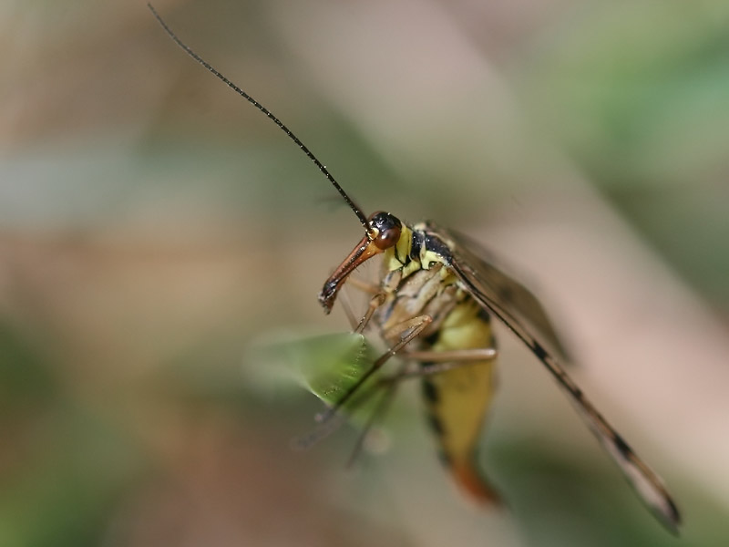 Panorpa sp. Panorpa sp.