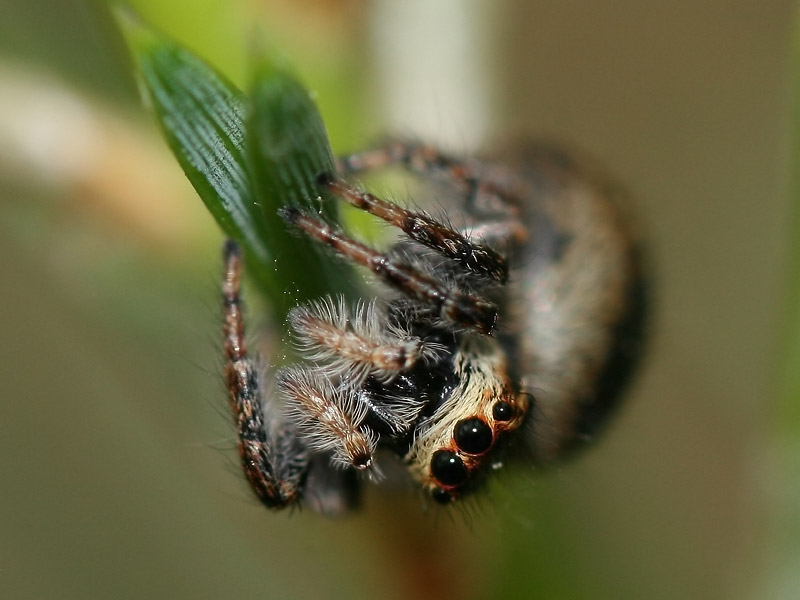 Carrhotus xanthogramma