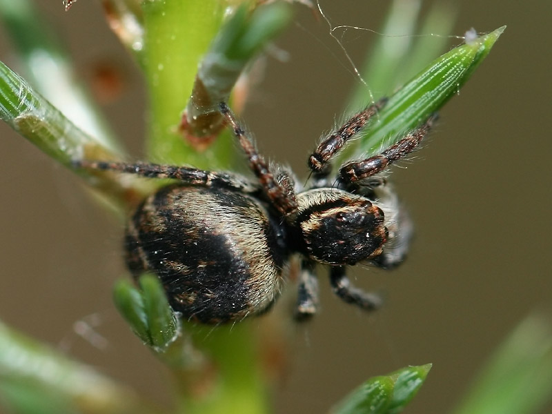 Carrhotus xanthogramma